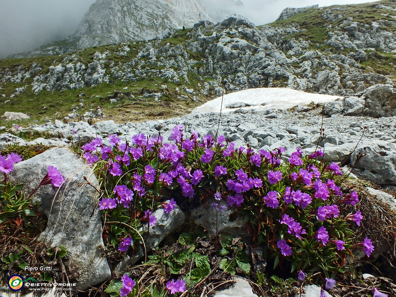 42 Primula di Lombardia....JPG